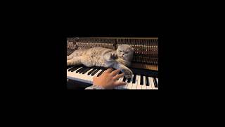 This cat loves the piano