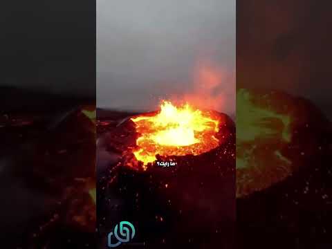 هل تستحق هذه اللقطة 1000 دولار Shorts Short