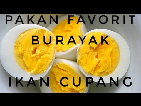 Makanan favorit ikan cupang