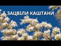 Зацвіли каштани автор Марія Познанська Зацвіли каштани автор Марія Познанська