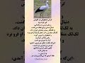 مراقب ادم های گرگ صفت باشید 