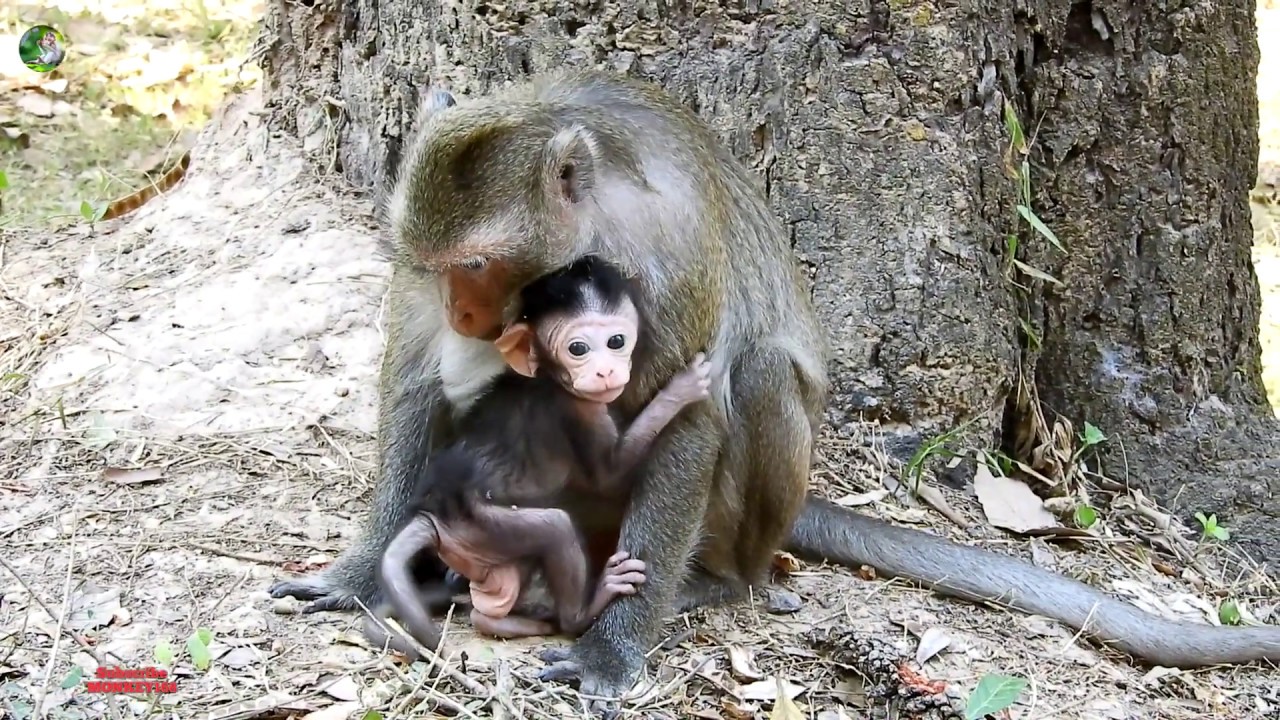 baby monkey pet uk New mom not experience look baby- Baby monkey hard breathing
