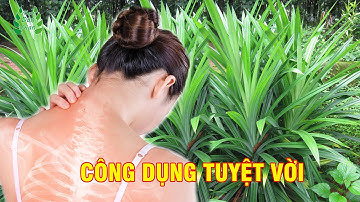 Công Dụng Bất Ngờ Của Lá Dứa Nếp | Mẹo Dân Gian