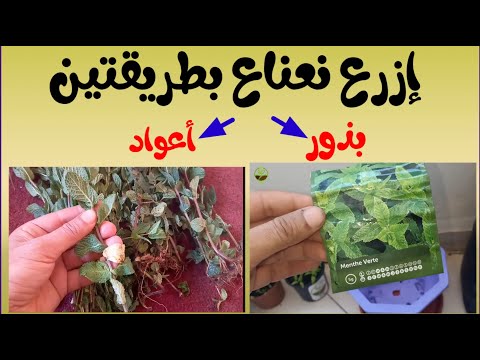 إزرع نعناع في بيتك بطريقتين أعواد و جذور النعناع بذور النعناع