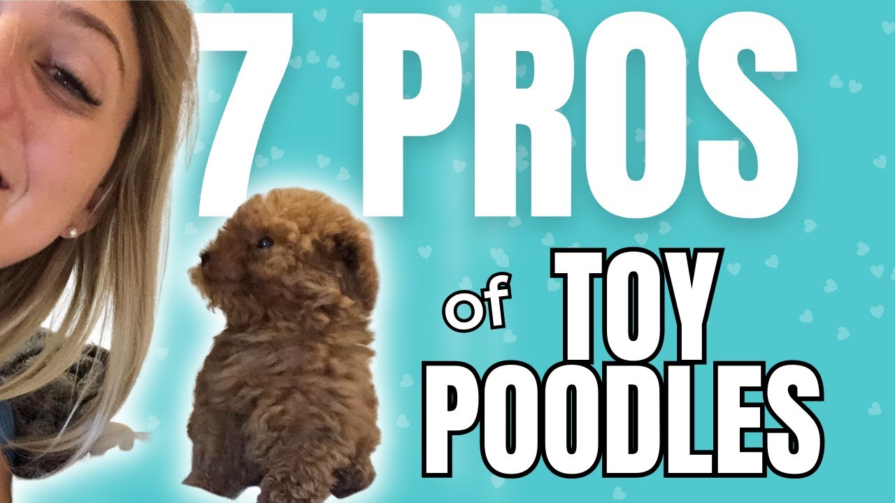 25 Reasons Why Toy Poodles Are the Best