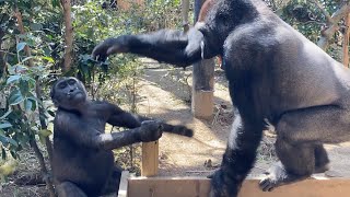 お兄ちゃん起きて！遊びたくて寝てる兄を邪魔する子ゴリラのキンタロウ⭐️Gorilla【京都市動物園】Kintaro disturbs his sleeping old brother.