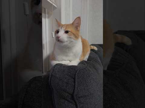 He is a good Listener 🤣 #shortvideo #cat #ytshorts #catvideos #youtubeshorts #funny #trending #cute
