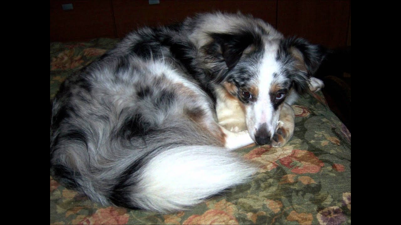 australian shepherd and sheltie mix