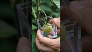 Cube Fruit Growth Time-Lapse Ai Video Editing | UltraRealistic Macro Food Video Editing | #aivideo