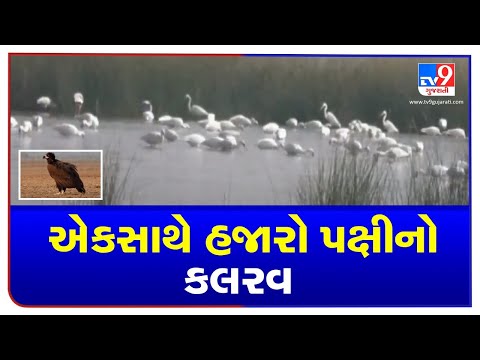 Migratory birds arrive at 'Little Rann of Kutch' | TV9News