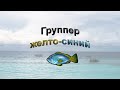 Русская Рыбалка 3.99 (Russian Fishing) Группер желто-синий