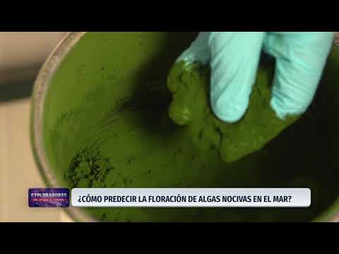 Video: ¿Qué es una floración de algas?