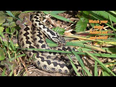 Spring warmth brings out the Adders!
