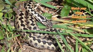 Adder snakes having fun out and about in the spring sunshine