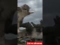 Cat vs Godzilla best fight 🤣 #catshorts #fighting #vs #bestfighter