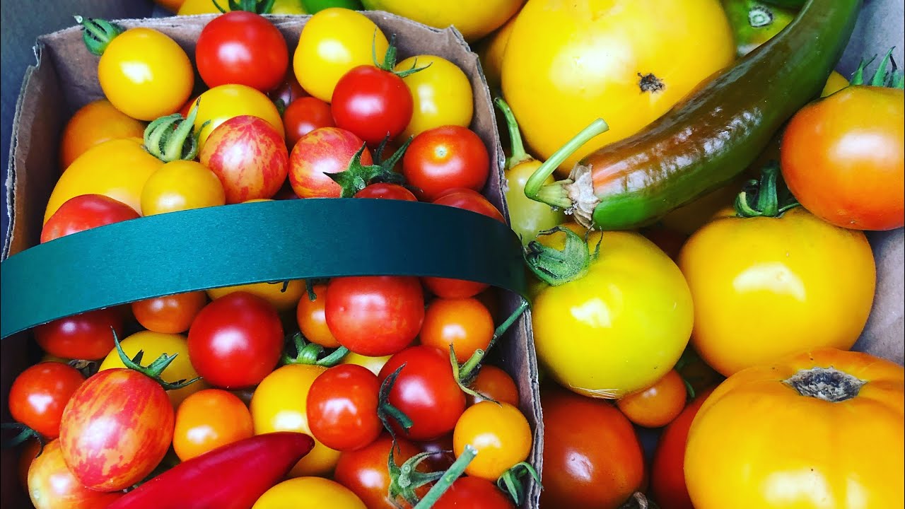 Tomato seed reviews by Mullen Farm,varieties best for farmer markets 