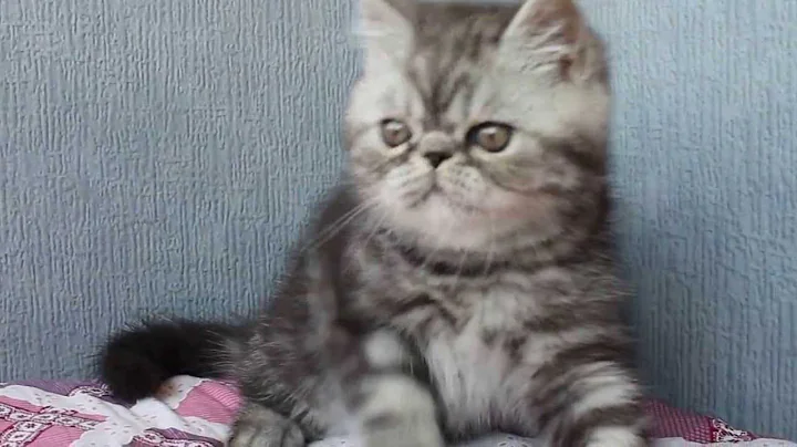 Video 1459421: tabby exotic, black silver tabby, tabby boy, exotic kitten