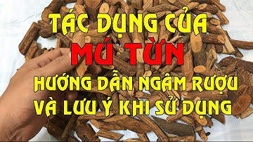 Cây mú từn - Tác dụng của cây mú từn - Hướng dẫn ngâm rượu mú từn