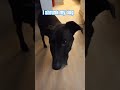 I shrunk my dog