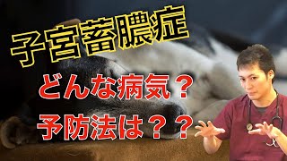 【子宮蓄膿症】獣医師が解説！12分でわかる子宮蓄膿症〜ペットマスターになって愛犬愛猫の命を守ろう〜