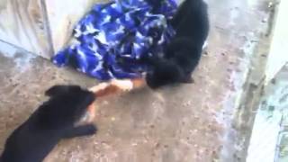 Midgard Bandog Mastiff Pups 6 Weeks