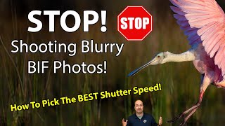 Shutter Speeds For TACK SHARP BirdIn Flight Photos!