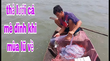 Thả Lưới Cá Mè Dinh Khi Con Nước Trên Thượng Nguồn Đổ Về Sông Tiền # SĂN BẮT ĐỒNG THÁP #