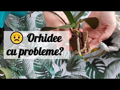 Video: Care Vază Este Potrivită Pentru Mini Orhidee