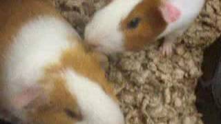 PetSmart screenshot 5