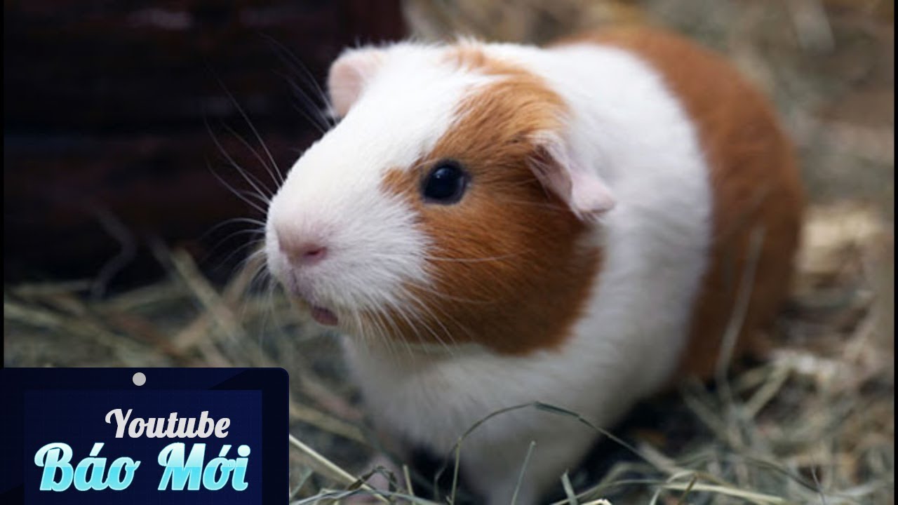 Chuột Hamster Siêu Dễ Thương Nhất Là Lúc Nào - Youtube