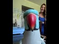 un pajarito de besito