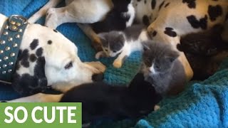 Foster kittens completely invade Dalmatian's bed