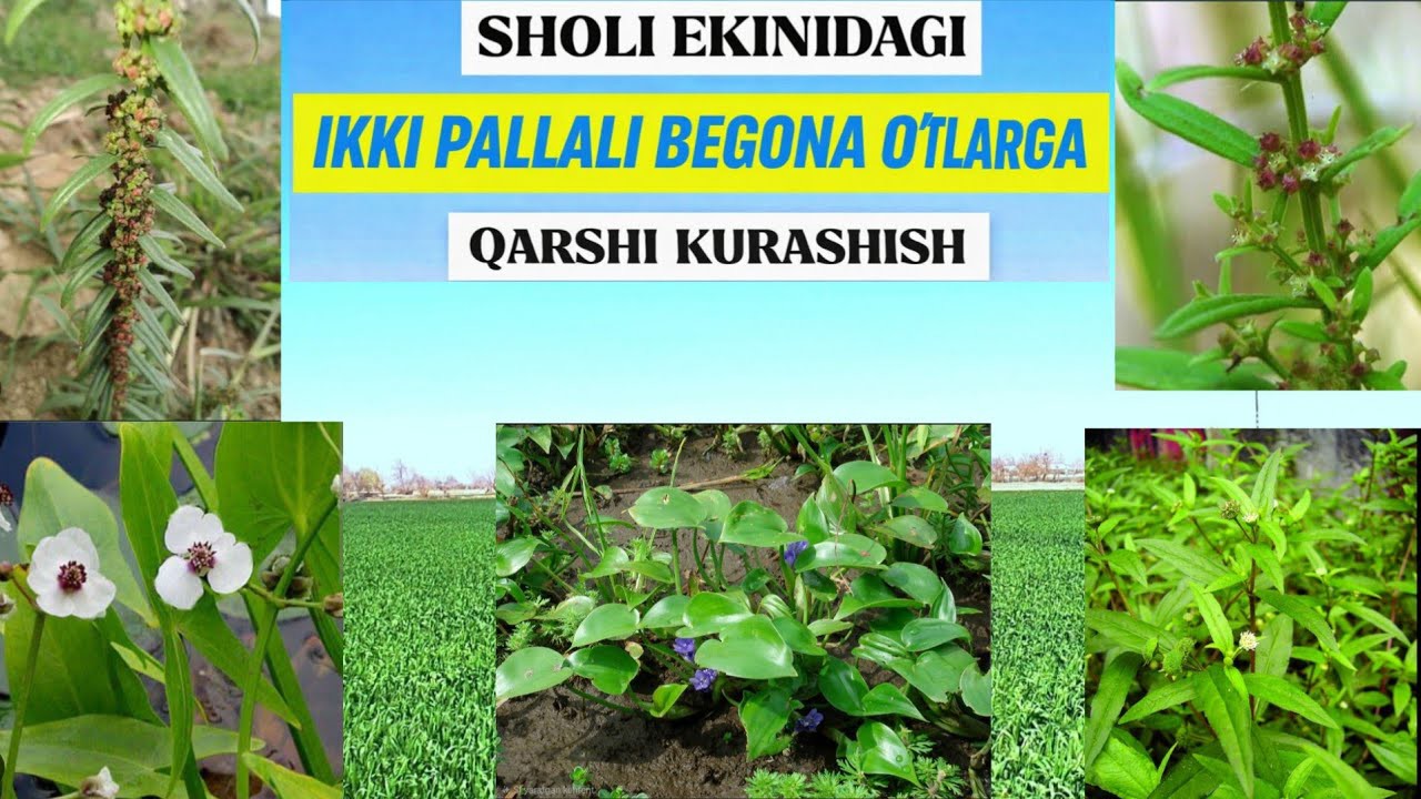 SHOLIDAGI IKKI PALLALI BEGONA O‘TLARGA QARSHI KURASHISH. 