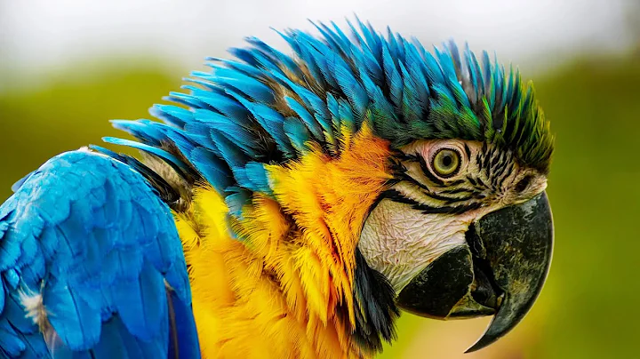 Unveiling the Majesty of Macaws | A Comprehensive Guide to Macaw Care and Beauty