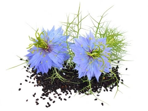 Калинджи (Черный тмин) - от всех болезней кроме смерти - YouTube