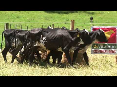 LOTE 37   LEILÃO ALIANÇA GENÉTICA   FAZENDA VILAREJO   2709  2765  2759  2769  2752