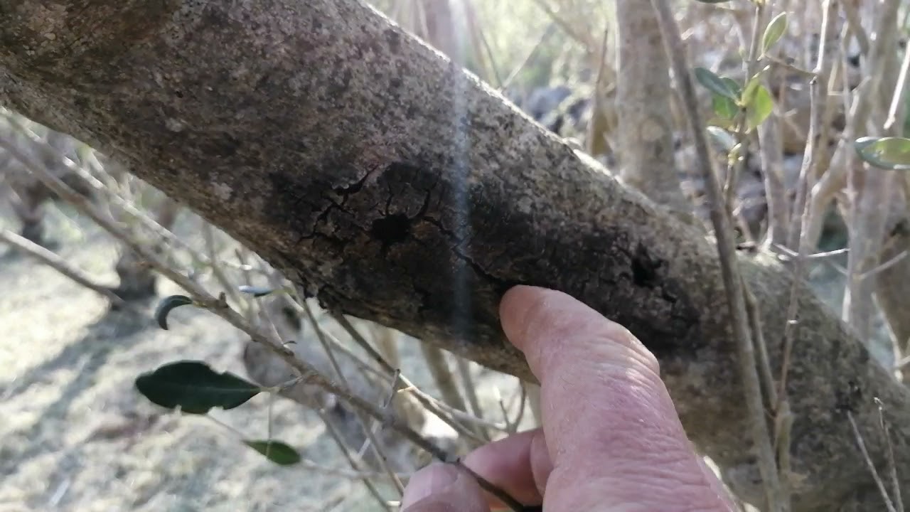 Dnevnik maslinara 15...spašavanje zapuštenog maslinika....