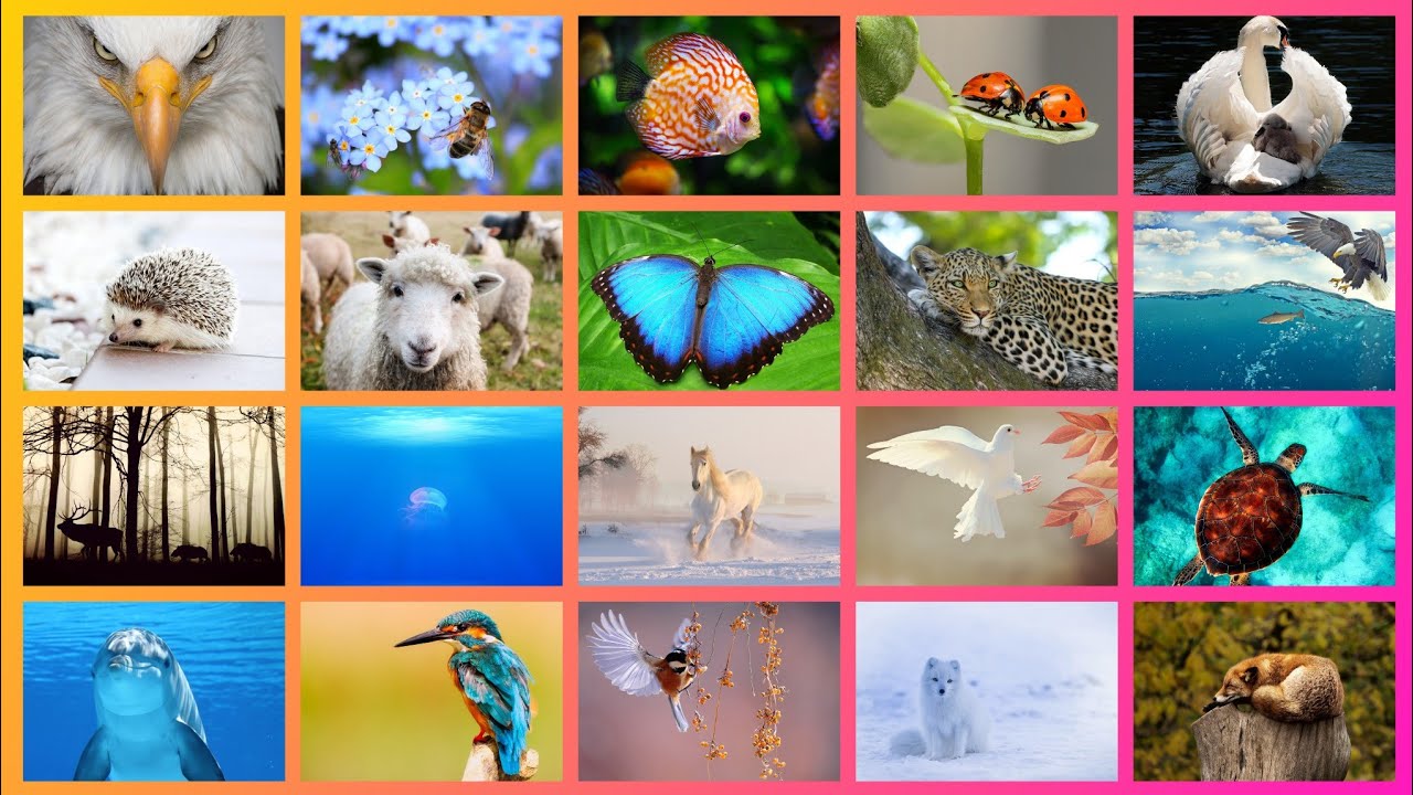 Zoo animals video - 150 animals name in English - Learn animals easily ...
