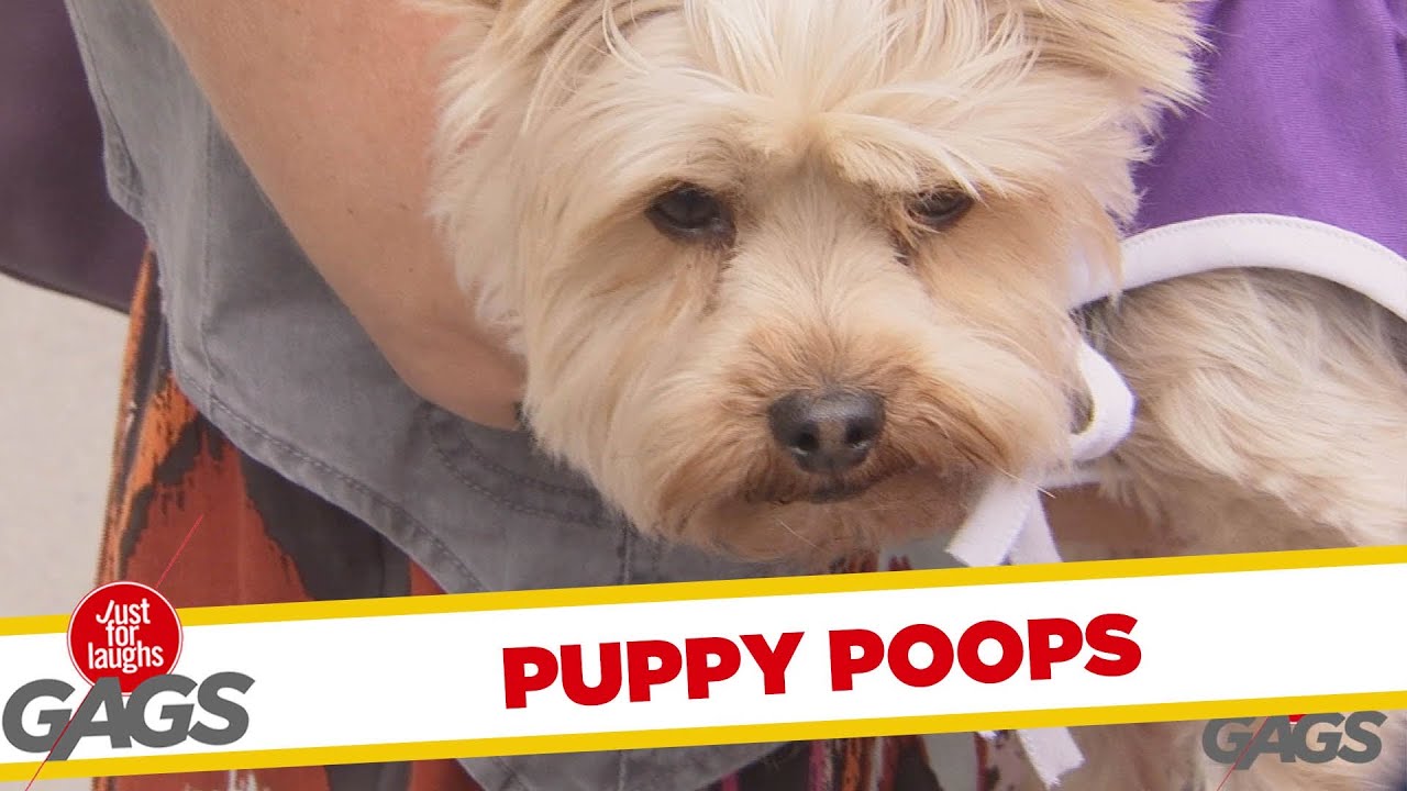 just for laughs Puppy Poops in a Mailbox