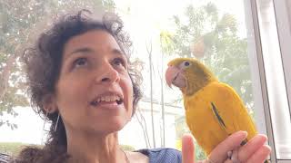 What Is The Best Thing About A Golden Conure Parrot & What Should Their Diet Be? | #goldenconure