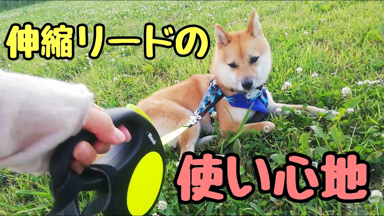 豆柴おーじろう フレキシ伸縮リードでウキウキお散歩 Mameshiba Shiba Inu Ohjiro New Flexi Leash Youtube