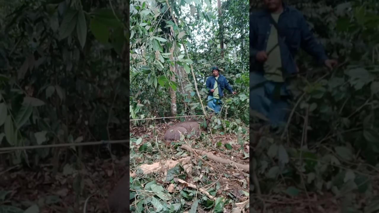 Когда кабан ломает весь план охоты 