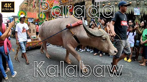 Parada ng mga Kalabaw | Pahiyas Festival 2023