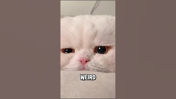 How the Moon Controls Animal Behavior 🌕🦉