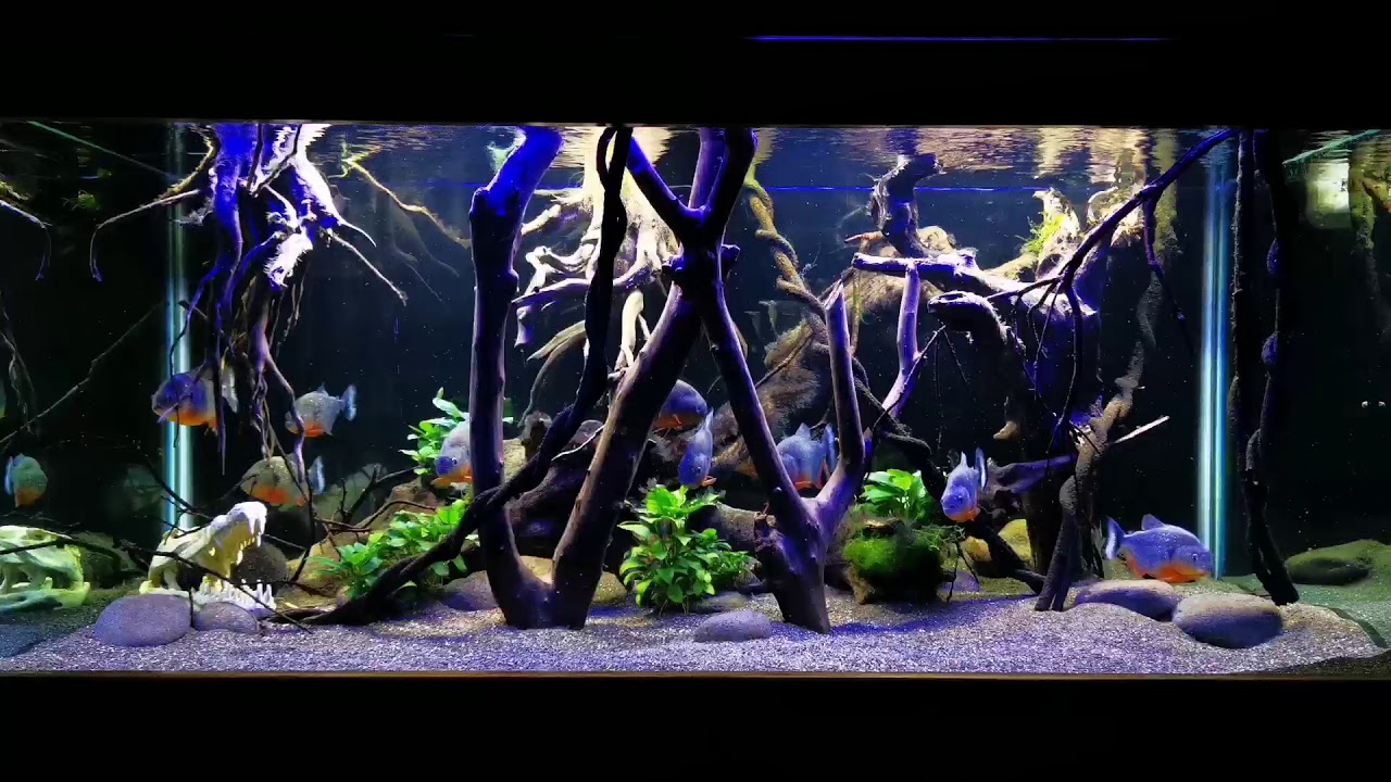 Pygocentrus cariba... 200 gls...