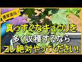 【キュウリ栽培】子づる摘芯や葉かきなどのお世話をしないと収穫量が減ります【有機農家直伝！無農薬で育てる家庭菜園】　26/6/11