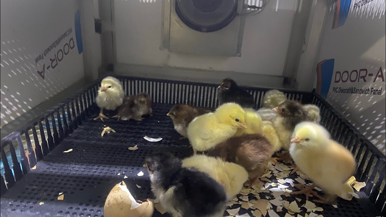 2026 MartSezonun ilk Civciv 🐣🐥Çıkım videosu 