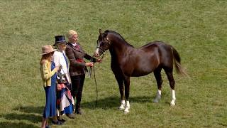 Merlod Cymreig - Pencampwriaeth Gwrywaidd | Welsh Ponies - Male Championship
