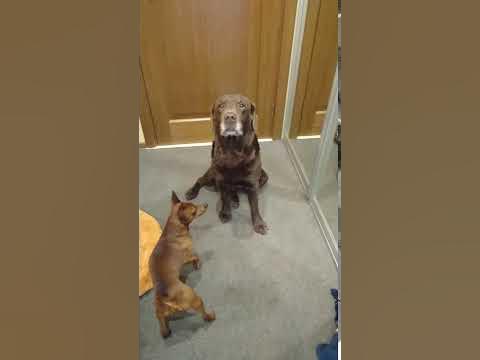 Очень умный пёс - YouTube