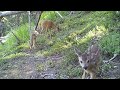 Marcassin à 1,5 mois  faon de biche et 2 faons de chevreuil éterlou de chamois martre